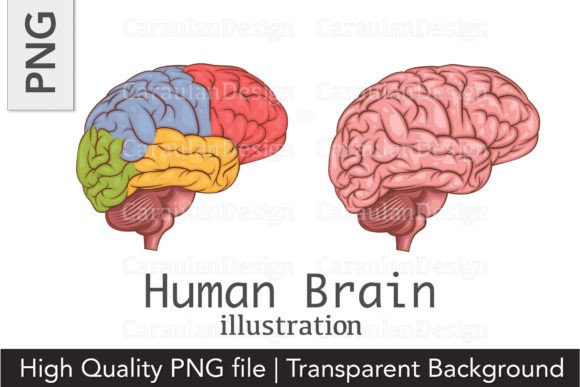 Download Human Brain Illustration, Brain PNG - Illustration Collection